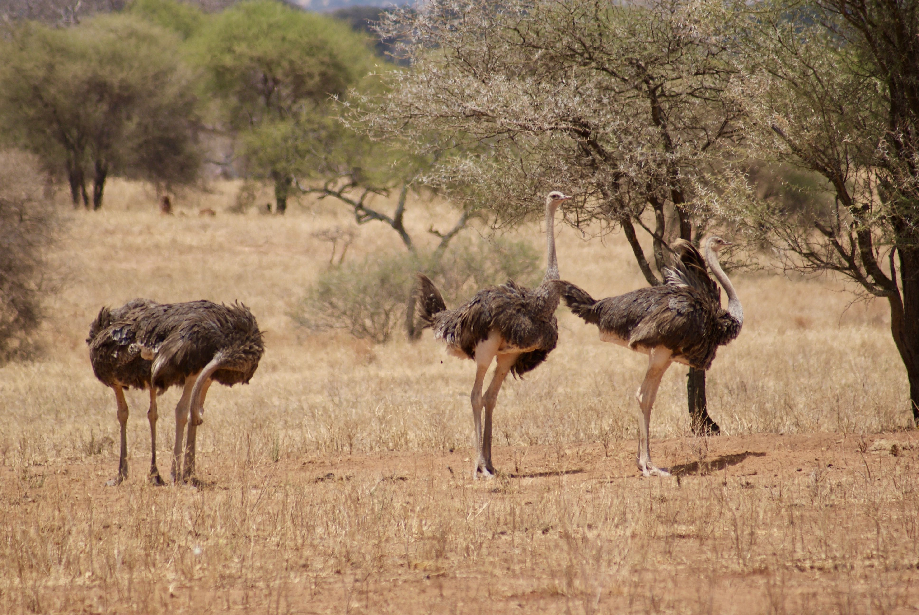 Tsavo - Open horizon